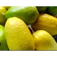 ANAK POKOK LIMAU TELUR BUAYA hybrid