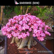 Rachinee/ RCN/ Hybrid type/ Adenium seeds/ Biji benih Adenium/ Import Thailand