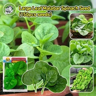 Fast Growing 150 Seeds/pack High Yield Large Leaf Malabar Spinach Seeds for Sale Bernih Malabar Spin