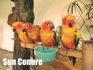 KL Bird Park Admission Ticket With One Way Transfer