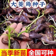 Sg5 High-Produced Large Water Chestnut Seeds Early Cooked Water Chestnut Seedlings Planting Water Ch