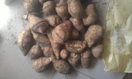 水井福 蕃薯 地瓜 五十七號 (黃肉) 裂的地瓜一袋500元 ~農民自產自銷~ 採收期11月~4月