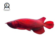 Ikan arwana super red 45cm merah bloker