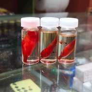 BUNGA KANTIL MERAH / MINYAK KANTIL MERAH