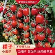 超甜千禧聖女果種子四季陽台盆栽櫻桃小番茄種子（包裝隨機發貨）