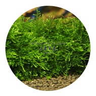 [Aquatic Plant] Submerged Java Moss Plants Aquarium Aquascaping 爪哇莫斯