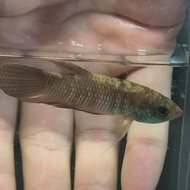 Betta Kuehnei Pugnax Gaint Betta Ikan Laga Wild Giant Betta Fish