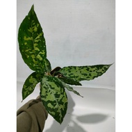 Sindo - Aglaonema Pictum Tricolor By Anggi Live Plant 6HFXUEHSKY
