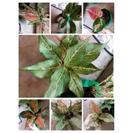 ❁℗New Collection Garden Decor New Aglaonema Varieties Actual Photos