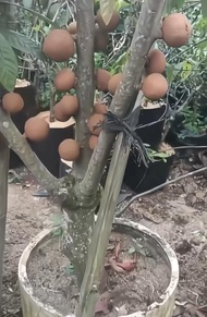 Pohon sawo mamey sapote magana/mame sapote (indukan)