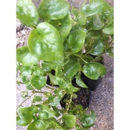 Anak pokok bayam brazil (polibag)