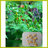 ➮ ◞ ▰ Native Sili Labuyo (10 seeds)
