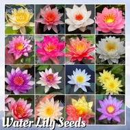 Rare Lotus Water Lily Seeds (2 Seeds, Random Color) Benih Pokok Bunga Hydroponic Water Lily Plant Bonsai Seeds