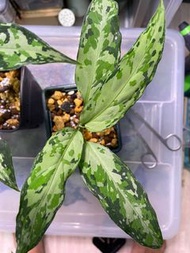 迷彩粗肋草