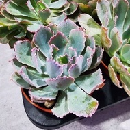 祗园之舞Echeveria shaviana 'Pink Frills' 8.5cm pot size