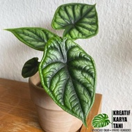 Promo / Termurah Tanaman hias alocasia dragon scale - Alocasia dragon