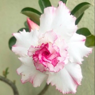 Tanaman Hias Adenium Kamboja Bunga Putih Combine Pink / Adenium / Kamboja