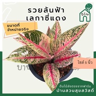 เลกาซี่แดง ต้นเลกาซี่แดง ต้นรวยล้นฟ้า กระถาง 5 นิ้ว อโกลนีมา ด่างแบบโดดเด่น aglaonema ไม้แรร์