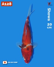 Ikan Koi Import Showa (Isa Koi Farm) Kode A128