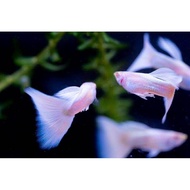 hiasan auqarium varian guppy bonus indukan