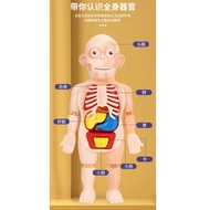 < Science Toys E4I] Ergonomic Organ Model Ornaments DIY Assembly Medical Early Education Cognitive E