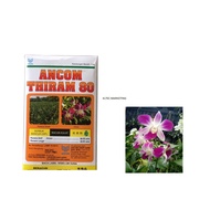 ANCOM THIRAM 80 Serbuk Racun Kulat / Fungicide / Thiram / Ectoparasiticide / racun kulat Orkid (1kg)