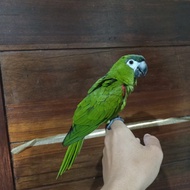 Burung Hans Macaw Jinak 