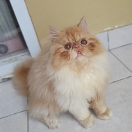 Kucing Persia Peaknose Show quality