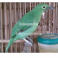 CUCAK IJO BETINA RAWATAN