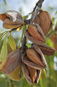 almond nut bonsai tree seeds