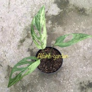 monstera adansonii variegata (janda bolong varigata lokal) terlaris