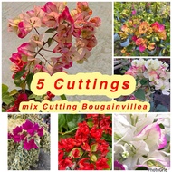 5 keratan bunga kertas MIX / bougainvillea mix cutting stem