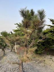 日本黑松 庭園樹 (另有售真柏、羅漢松多種庭園樹果樹)