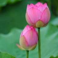 ของแท้ 100% เมล็ดพันธ์ุบัวหลวง สีชมพู ดอกบัว ปลูกบัว เม็ดบัว สวนบัว Lotus Waterlily seeds. 8 เมล็ด.