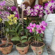 Tanaman Bunga Anggrek Hidup / Anggrek Dendro / Anggrek Ungu 100%