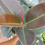 ficus elastica, rubber plant, pohon karet, karet kebo, tanaman indoor