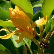 ต้นจำปา ดอกจำปา ดอกสีเหลืองทอง ดอกมีกลิ่นหอมแรง พร้อมปลูก จัดส่งพร้อมถุง 6 นิ้ว ลำต้นสูง 70 ซม
