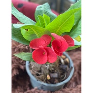 pokok mahkota berduri