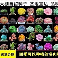 【Radiation Protection flowers Seed】Four Seasons Planting Succulent Seeds Rare Succulent Seed Balcony Potted Desktop Disp