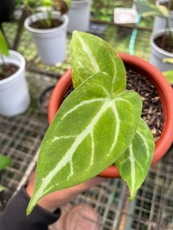 Anthurium crystallinum variegata kuping gajah var