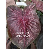 Caladium Thai Hybrid Double leaf