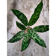 Sindo - Aglaonema Pictum Bicolor Live Plant LE43BTMOUS