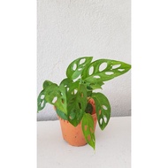 Monstera Adonsani Plant