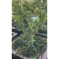 Podocarpus Red bud(short leaf)小红帽罗汉松(盆栽/bonsai