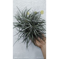 Tillandsia Houston Clump