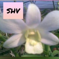 Anggrek Dendrobium Shv Dewasa