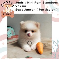 Mini Pom Snow White Stambum Anak Anjing Minipom Putih Pomeranian