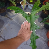 alocasia jacklyn trigina raticulata big