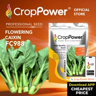 (500 GRAM) Biji Benih Sawi Bunga Great Asia FC988 大中华 CROP POWER F1 HYBRID Flowering Caixin Seeds 菜心