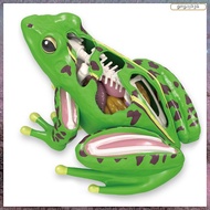 [L E U R] 4D Frog Anatomy Model Detachable Frog Organs STEM Biology Education Teaching Aid Early Lea